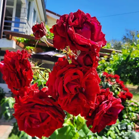 Bella Rosa Daire